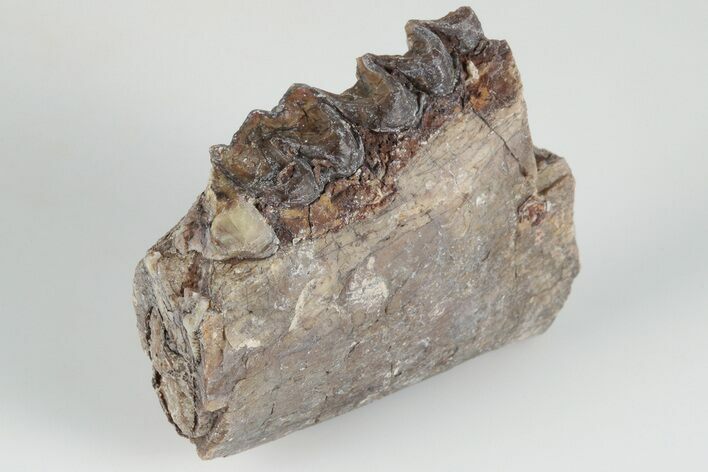 1.8" Fossil Horse (Mesohippus) Jaw Section - South Dakota